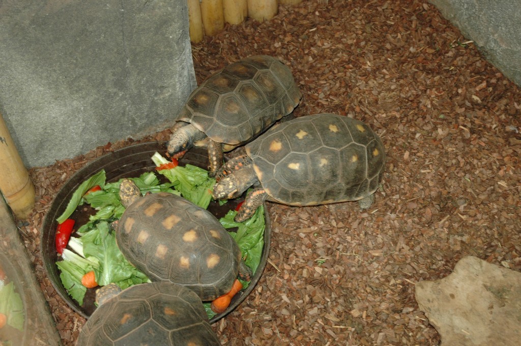 Woudschildpadden