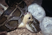 Python mollurus bivittatus