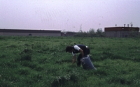 Treksprinkhanen kweken betekent: gras plukken