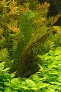 Aponogeton boivinianus in mijn aquarium.