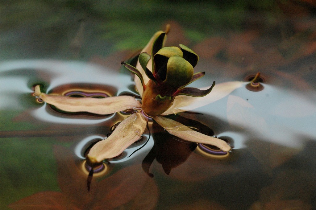 Barclaya longifolia.