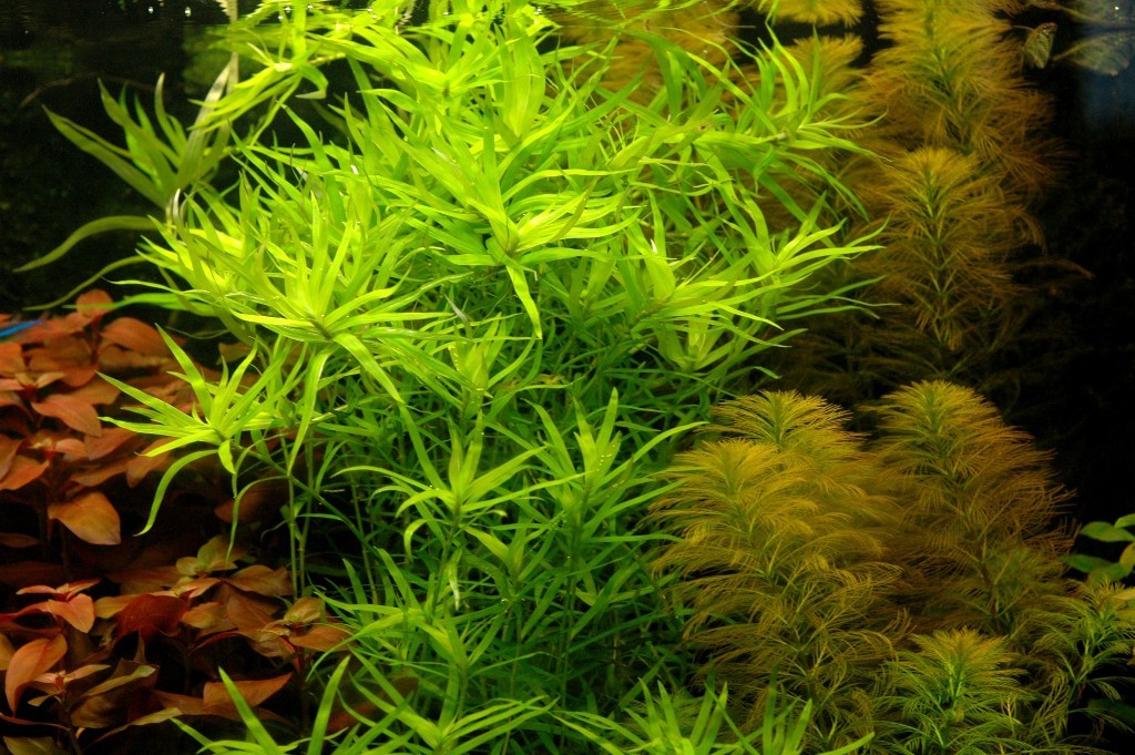 Het sterretje (Heteranthera zosterefolia), mooi, teer lichtgroen, is heel decoratief, maar niet altijd even gemakkelijk. Gevoelig voor vloeibare CO2.