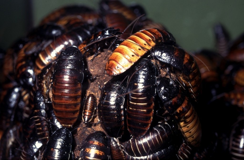 Blattodea Sissende kakkerlakken