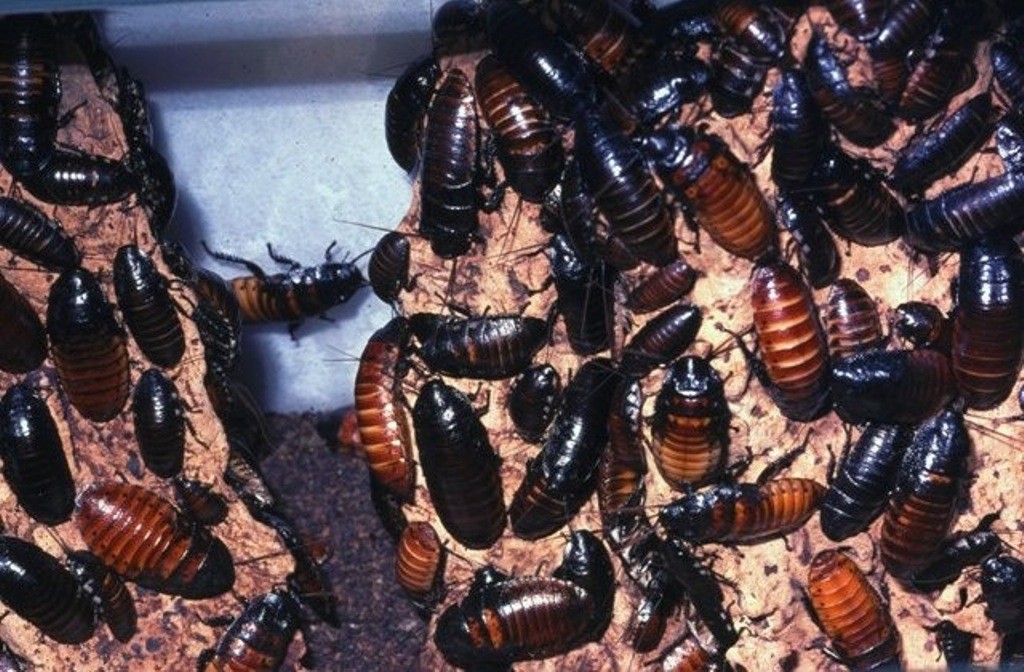 Blattodea Kweek met Sissende kakkerlak
