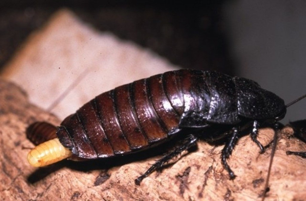 Blattodea Sissende kakkerlak met eipakket
