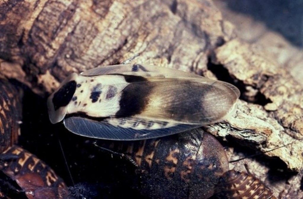 Blattodea Volwassen doodshoofdkakkerlak