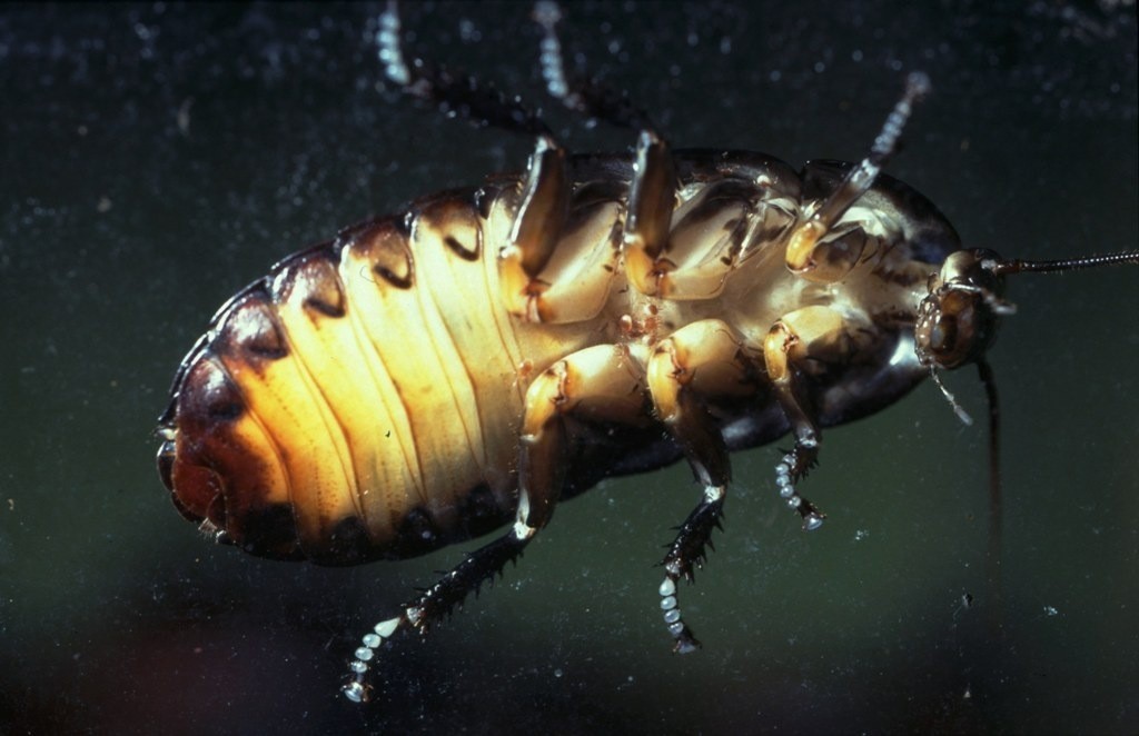 Blattodea Kakkerlak met mijten