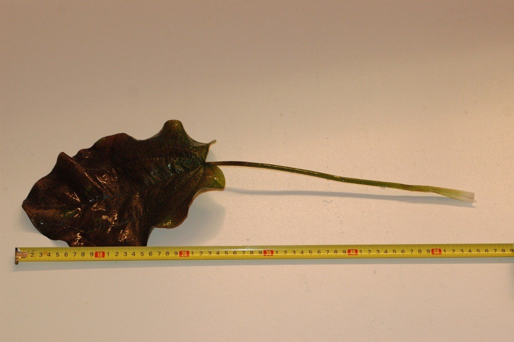 Echinodurus kleiner bär.