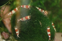 Neocaridina serrata (Crystal red garnalen).