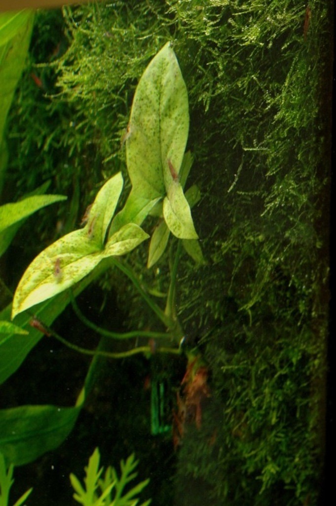 Lasia spinosa 24-9-2011