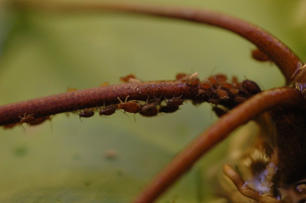 Nymphaea micrantha vergeven van de luis