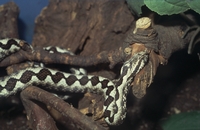 Reptilion Vipera a. ammodytes