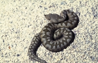 Reptilion Nakweekdier Vipera a. ammodytes
