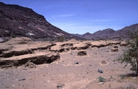 Reptilion Namib woestijn