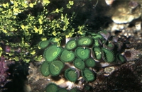Reptilion Groene koralen