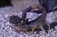 Reptilion Woestijnschorpioen