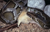 Reptilion Tijgerpython eet cavia