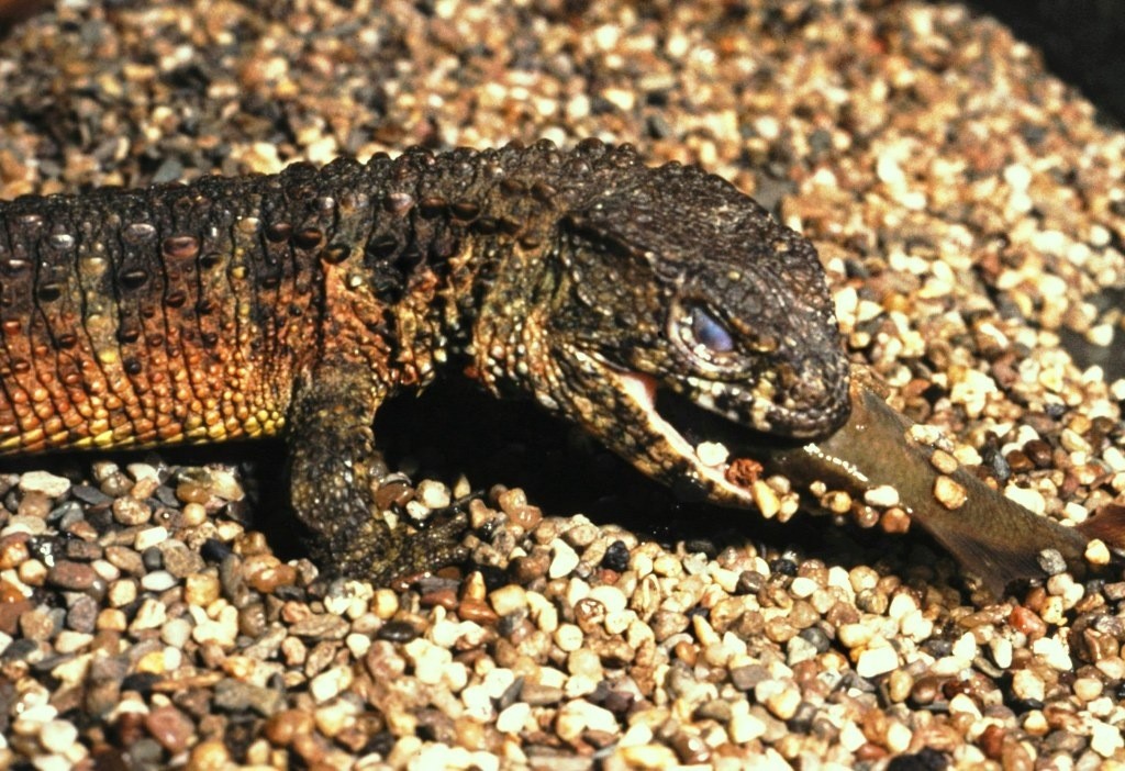Shinisaurus crocodilurus.