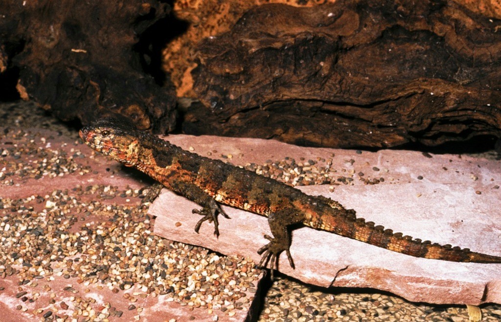Shinisaurus crocodilurus.