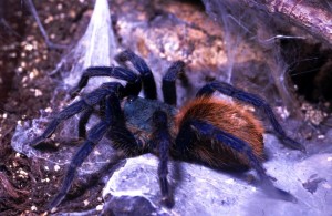 Chromatopelma cyanopubescens 