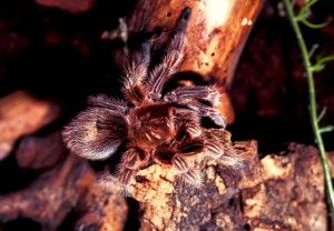 Grammostola rosea