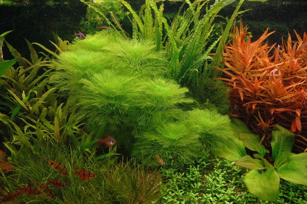 Detailfoto van mijn aquarium, genomen begin juni 2010.