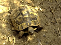 De Griekse landschildpad (Testudo hermanni) is een schildpad uit de familie landschildpadden (Testudinidae). 