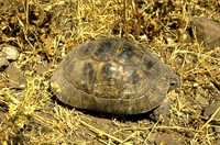 De Moorse landschildpad.