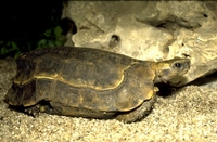 De gebochelde klepschildpad (Kinixys homeana) 