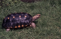 kolenbranderschildpad (Chelonoidis carbonarius)