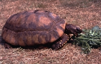 Geochelone denticulata (Geelpootschildpad of woudschildpad).
