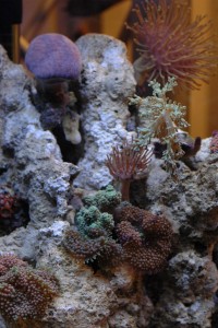 Koralen en anemonen
