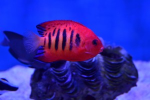 zeewateraquarium Rode keizervis