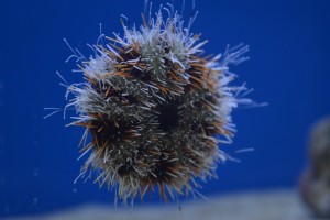 zeewateraquarium Zee-egel