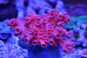 zeewateraquarium Rose koraal