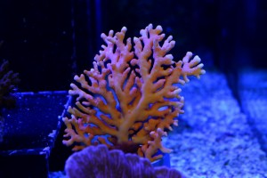 zeewateraquarium Waaierkoraal