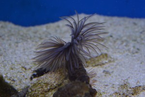 zeewateraquarium Kokerworm