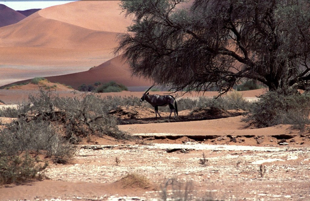 Namibie- Zuid Afrika, 1992 nr 0019