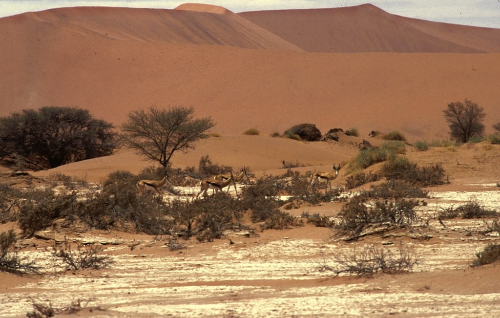 Namibie- Zuid Afrika, 1992 nr 0025