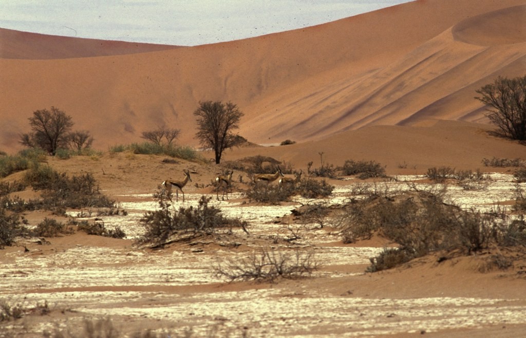 Namibie- Zuid Afrika, 1992 nr 0026