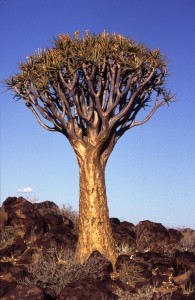 Namibie- Zuid Afrika, 1992 nr 0305