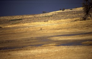 Namibie- Zuid Afrika, 1992 nr 0315