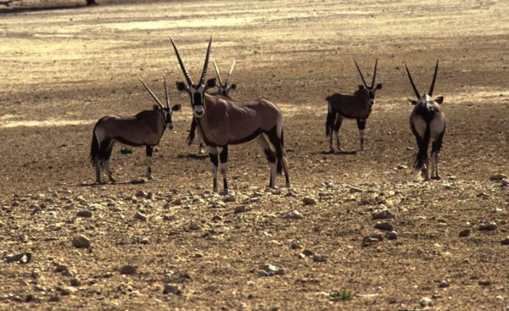 Namibie- Zuid Afrika, 1992 We maken nogmaals een wandeling. In de verte zien we onze eerste oryx.