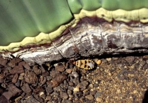 Welwitschia mirabilis 006