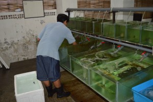 Groothandel Pt. Dinar, Darum Lestari Export in Kuta Utara, die doet in “Live Marine tropical fish, coral, invertebrate, other” en ook in “Mariculture Coral en Artificial Rock”.