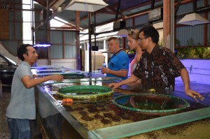 Groothandel Pt. Dinar, Darum Lestari Export in Kuta Utara, die doet in “Live Marine tropical fish, coral, invertebrate, other” en ook in “Mariculture Coral en Artificial Rock”.