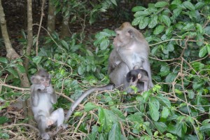 Er zijn verschillende apenbossen op Bali. Ze worden 'monkey forests' genoemd.