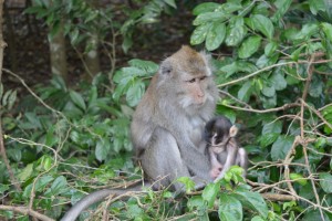 Er zijn verschillende apenbossen op Bali. Ze worden 'monkey forests' genoemd.