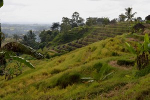 Bij het dorp Jatiluwih liggen de mooiste rijstvelden van Indonesië.