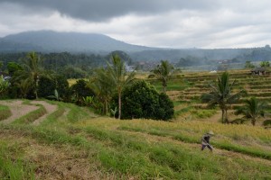 Bij het dorp Jatiluwih liggen de mooiste rijstvelden van Indonesië.